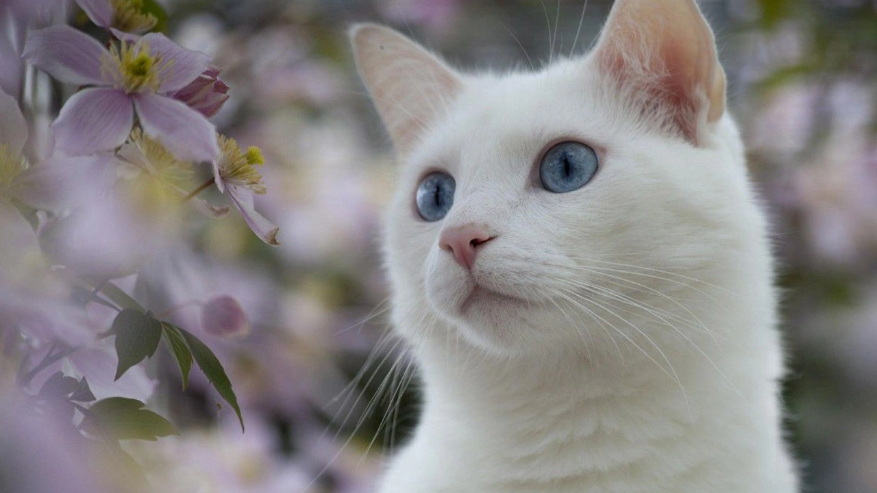 TÜRKİYEDE KEDİLERE EN ÇOK VE...